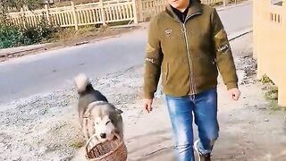 Funny dog ​​goes to buy oranges????Dog and man practice yoga together????