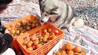 Funny dog ​​goes to buy oranges????Dog and man practice yoga together????