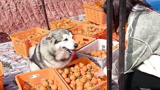 Funny dog ​​goes to buy oranges????Dog and man practice yoga together????