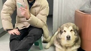 Funny dog ​​goes to buy oranges????Dog and man practice yoga together????