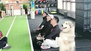 Funny dog ​​goes to buy oranges????Dog and man practice yoga together????