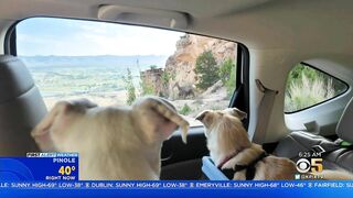 Travel Tuesday: Tips For Traveling With  Your Pets