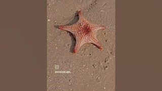 Estrellas de mar en Bahía de Los Ángeles ✨???????????? #HéroesDelMar #fun #adventure #beach #starfish #beach