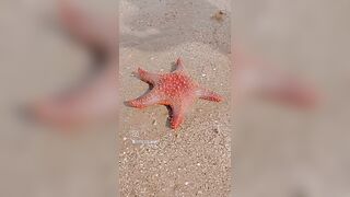 Estrellas de mar en Bahía de Los Ángeles ✨???????????? #HéroesDelMar #fun #adventure #beach #starfish #beach