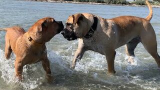 Boerboel’s having fun at the beach