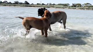 Boerboel’s having fun at the beach