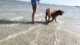 Boerboel’s having fun at the beach