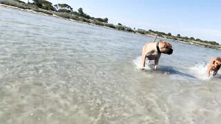 Boerboel’s having fun at the beach