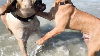 Boerboel’s having fun at the beach