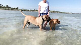 Boerboel’s having fun at the beach