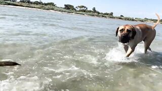 Boerboel’s having fun at the beach