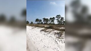 Baby Starfish on the Beach