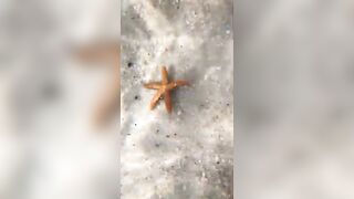 Baby Starfish on the Beach