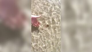 Baby Starfish on the Beach