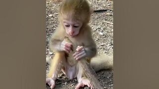 cute monkey baby short funny ????