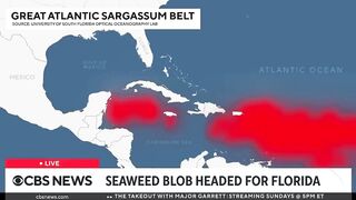 Red tide and massive seaweed blob threaten Florida beaches