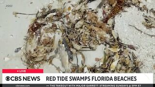 Red tide and massive seaweed blob threaten Florida beaches