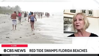 Red tide and massive seaweed blob threaten Florida beaches