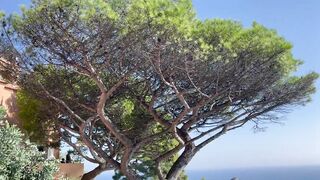 AMALFI COAST | TRAVEL TIPS | SORRENTO | CAPRI | POSITANO