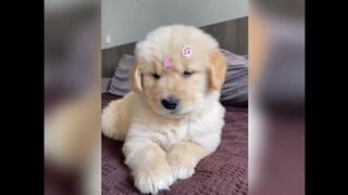 cute dog videos funny clips 2023 #dog #doglovers #ytshorts #shorts #cute #funny