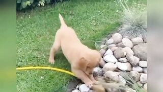 cute dog videos funny clips 2023 #dog #doglovers #ytshorts #shorts #cute #funny