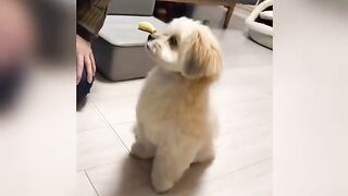 cute dog videos funny clips 2023 #dog #doglovers #ytshorts #shorts #cute #funny