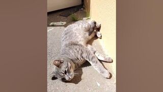 Cat Stretching In The Morning Sun!