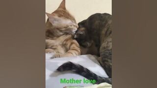 LOVE ❤️ MUMMY #shortsviral #viralvideo #trending #funnyvideo #compilation #tiktok #funnyvideo