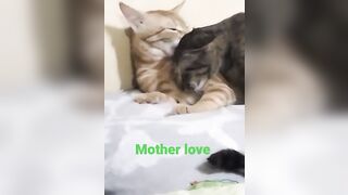 LOVE ❤️ MUMMY #shortsviral #viralvideo #trending #funnyvideo #compilation #tiktok #funnyvideo