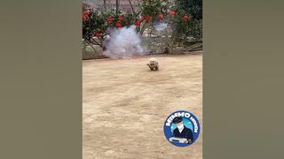 Run dog run #mattytrash #dog #animals #fails #fireworks #memes #tiktok #ops #viral #short #shorts