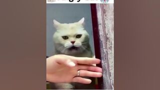 Funny Cat compilation #shorts #trending #viral #viralvideo