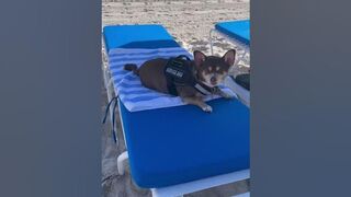 Beach Dog | Dog Life | Spring Break