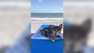 Beach Dog | Dog Life | Spring Break