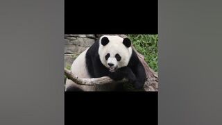 Subscribe and leave a ike #subscribe #pleasesubscribe #fypシ #funny #dog #youtubevideo #panda #like