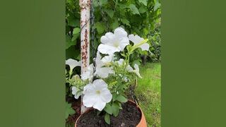 БЕЛАЯ ПЕТУНИЯ "celebrity" / white petunia "celebrity"