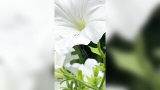 БЕЛАЯ ПЕТУНИЯ "celebrity" / white petunia "celebrity"