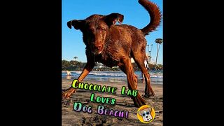 Chocolate Lab ready to play at DOG BEACH! ????⛱️