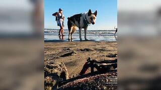 Chocolate Lab ready to play at DOG BEACH! ????⛱️