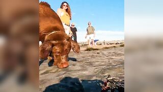 Chocolate Lab ready to play at DOG BEACH! ????⛱️