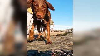 Chocolate Lab ready to play at DOG BEACH! ????⛱️