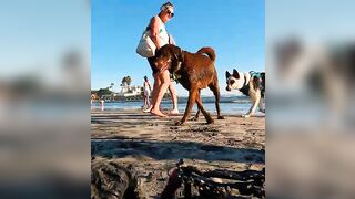 Chocolate Lab ready to play at DOG BEACH! ????⛱️