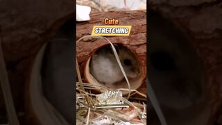 #Cute stretching #hamstersofyoutube #funny #funnyvideo