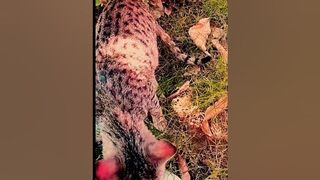 #shorts cat meme & kitten(tik tok video]-funny compilation meow baby cute compilation ]cat-home