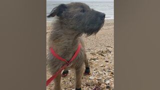 Browniedog at the beach listening to tDB wind blowing like a #cyclone