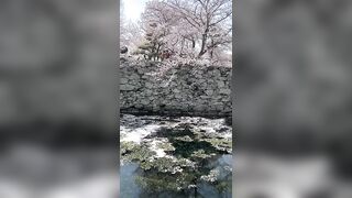 Cherry blossom ???? is blooming | Spring is springing ???? | Springtime #japan #japantrip #travel