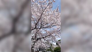 Cherry blossom ???? is blooming | Spring is springing ???? | Springtime #japan #japantrip #travel