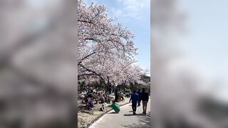 Cherry blossom ???? is blooming | Spring is springing ???? | Springtime #japan #japantrip #travel