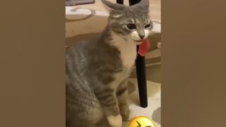 Adorable, cute, lovely and funny cats in different situations #animals