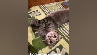 Funny cats E0812#cats #shots