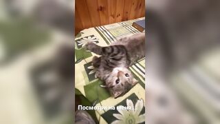 Funny cats E0812#cats #shots